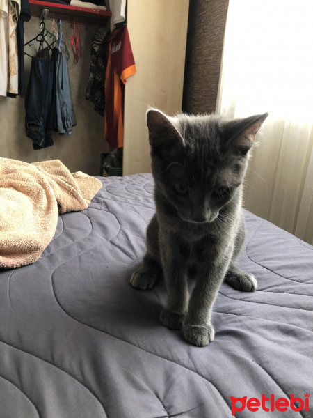 Tekir Kedi, Kedi  Nünü fotoğrafı