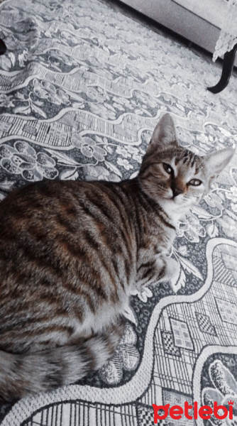 Tekir Kedi, Kedi  Pamuk fotoğrafı
