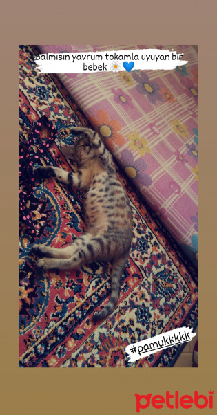 Tekir Kedi, Kedi  Pamuk fotoğrafı