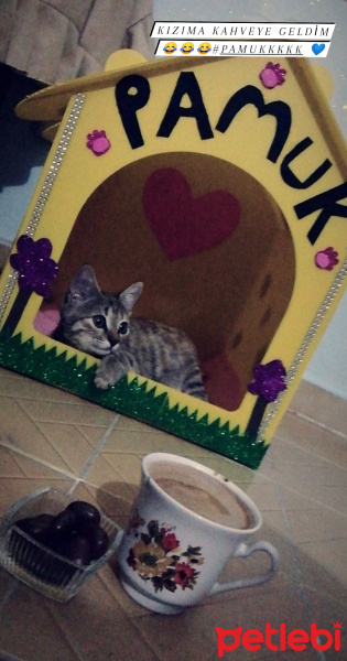Tekir Kedi, Kedi  Pamuk fotoğrafı