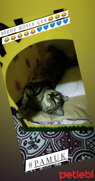 Tekir Kedi, Kedi  Pamuk fotoğrafı