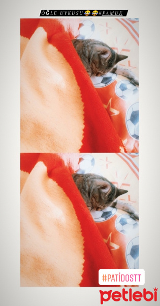 Tekir Kedi, Kedi  Pamuk fotoğrafı