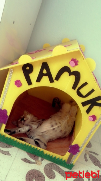 Tekir Kedi, Kedi  Pamuk fotoğrafı