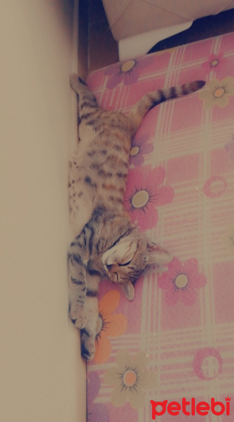 Tekir Kedi, Kedi  Pamuk fotoğrafı