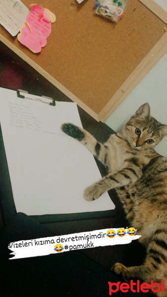 Tekir Kedi, Kedi  Pamuk fotoğrafı