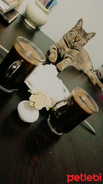 Tekir Kedi, Kedi  Pamuk fotoğrafı
