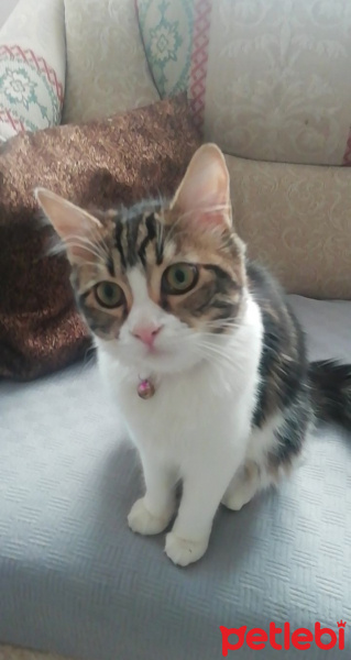 Tekir Kedi, Kedi  Bihter fotoğrafı