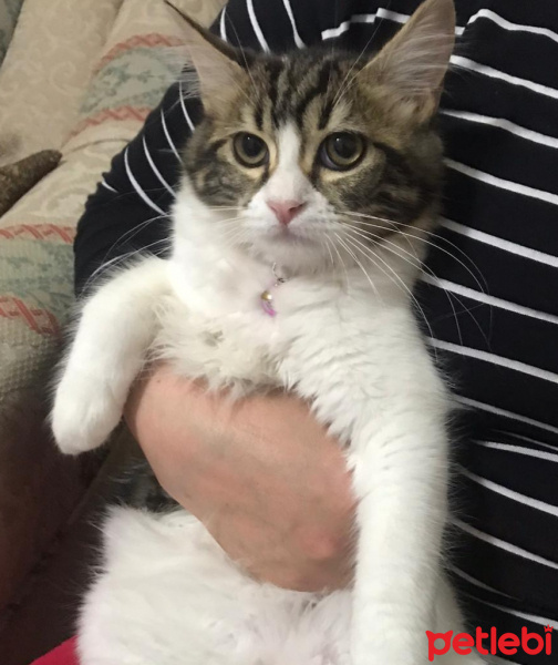 Tekir Kedi, Kedi  Bihter fotoğrafı