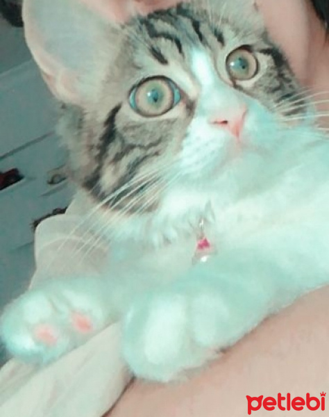 Tekir Kedi, Kedi  Bihter fotoğrafı