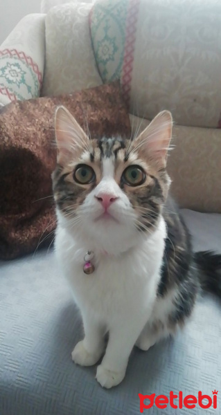 Tekir Kedi, Kedi  Bihter fotoğrafı