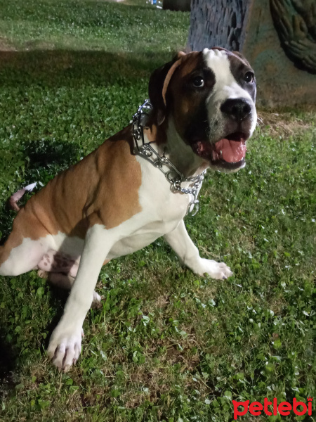 Amerikan Pitbull Terrier, Köpek  TAYSIN fotoğrafı