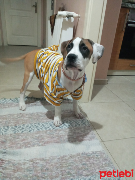 Amerikan Pitbull Terrier, Köpek  TAYSIN fotoğrafı