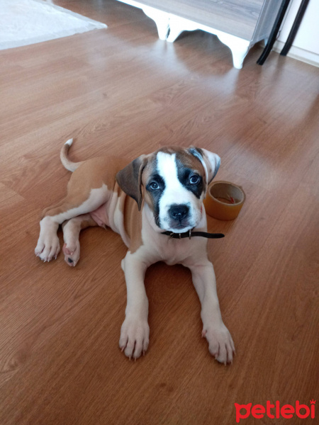 Amerikan Pitbull Terrier, Köpek  TAYSIN fotoğrafı