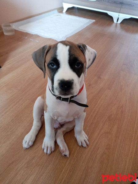 Amerikan Pitbull Terrier, Köpek  TAYSIN fotoğrafı
