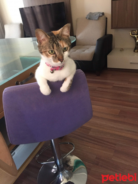 Tekir Kedi, Kedi  Mira fotoğrafı