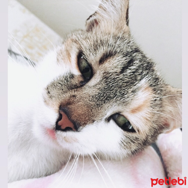 Tekir Kedi, Kedi  Mira fotoğrafı