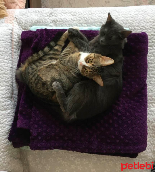 Tekir Kedi, Kedi  minnoş fotoğrafı