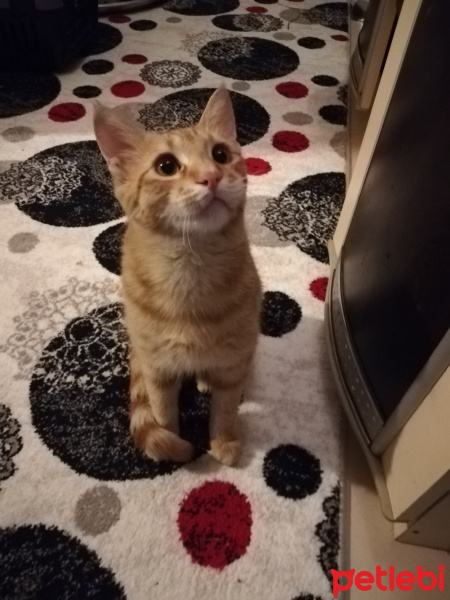 Tekir Kedi, Kedi  Simba fotoğrafı