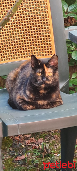 Tekir Kedi, Kedi  Karamel fotoğrafı