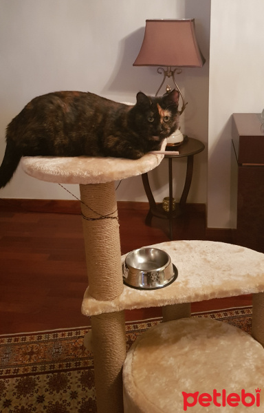 Tekir Kedi, Kedi  Karamel fotoğrafı