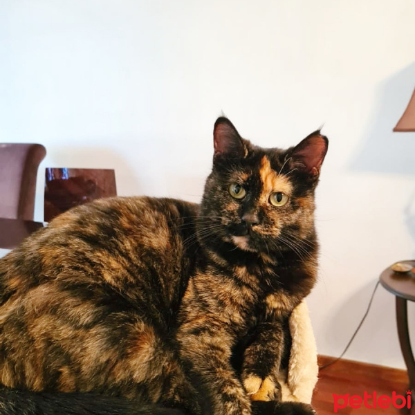 Tekir Kedi, Kedi  Karamel fotoğrafı