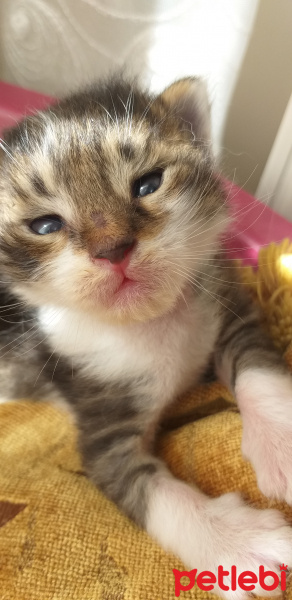 Tekir Kedi, Kedi  Yağmur fotoğrafı