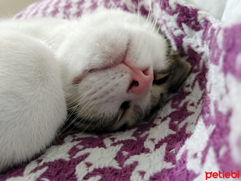 Tekir Kedi, Kedi  paşa fotoğrafı