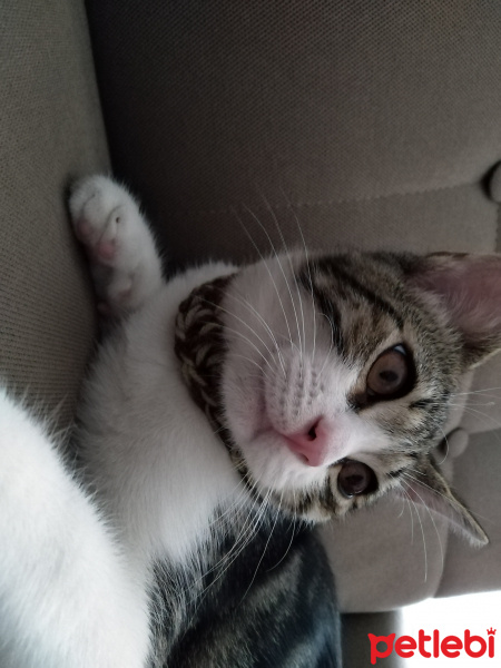 Tekir Kedi, Kedi  paşa fotoğrafı