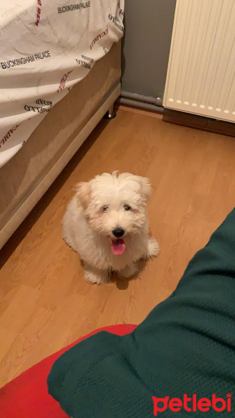 Maltese, Köpek  Venüs fotoğrafı