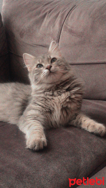 Soke, Kedi  Ponpon fotoğrafı