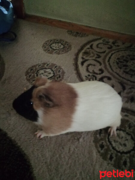 Guinea Pig, Kemirgen  Mila fotoğrafı