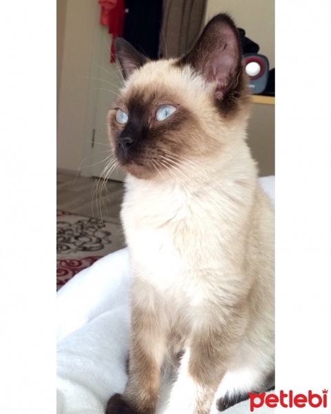 Siyam Kedisi, Kedi  Mars fotoğrafı