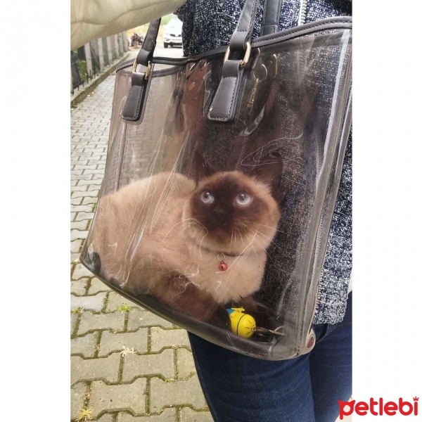 Siyam Kedisi, Kedi  Mars fotoğrafı