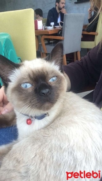 Siyam Kedisi, Kedi  Mars fotoğrafı