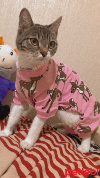 Tekir Kedi, Kedi  LUNA fotoğrafı