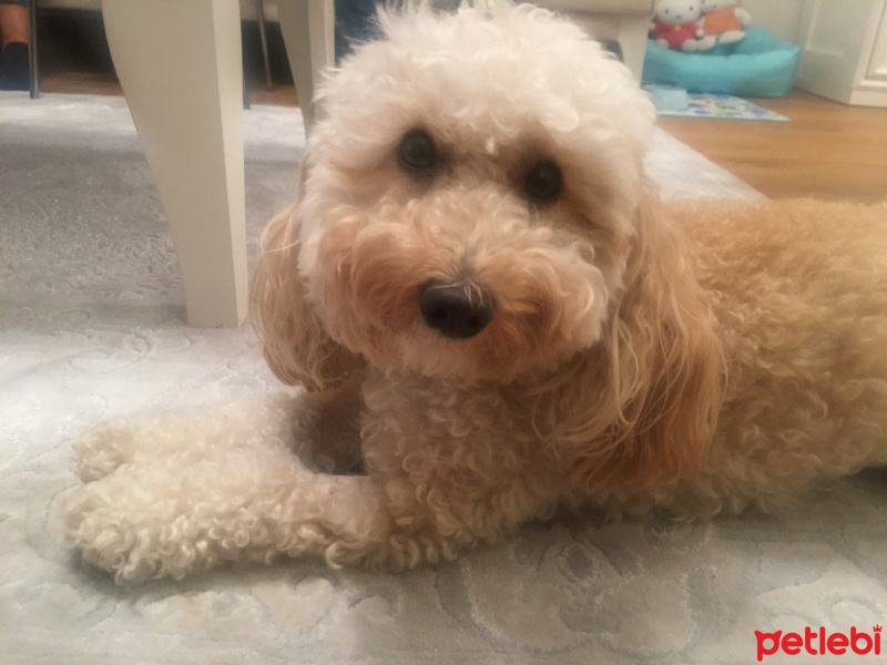 Poodle (Minyatür Kaniş), Köpek  MISHA fotoğrafı