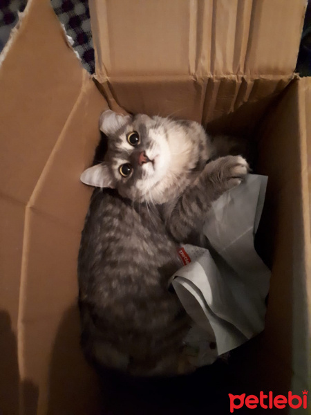 Tekir Kedi, Kedi  Bulut fotoğrafı