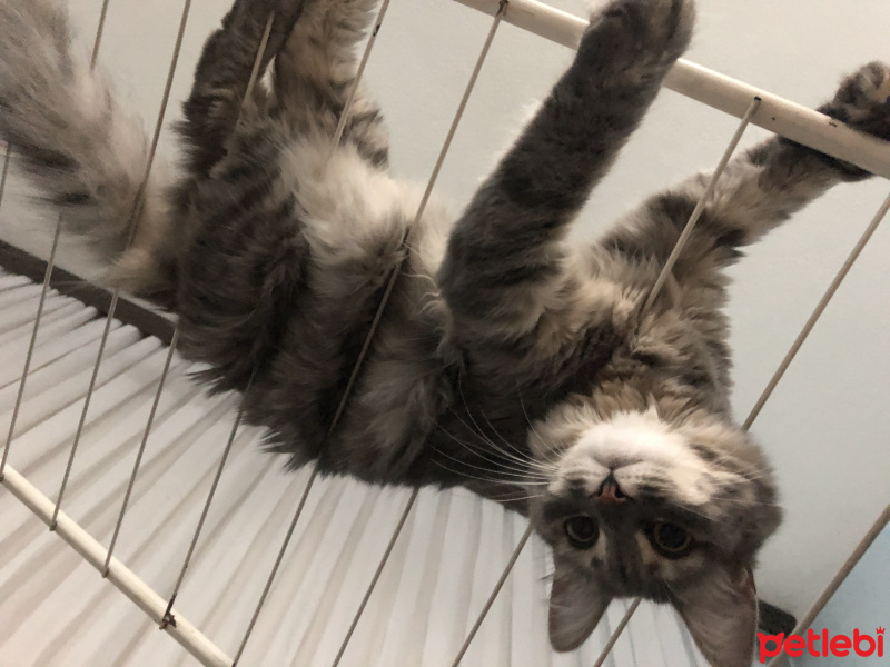Tekir Kedi, Kedi  Bulut fotoğrafı