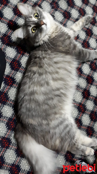 Tekir Kedi, Kedi  Bulut fotoğrafı
