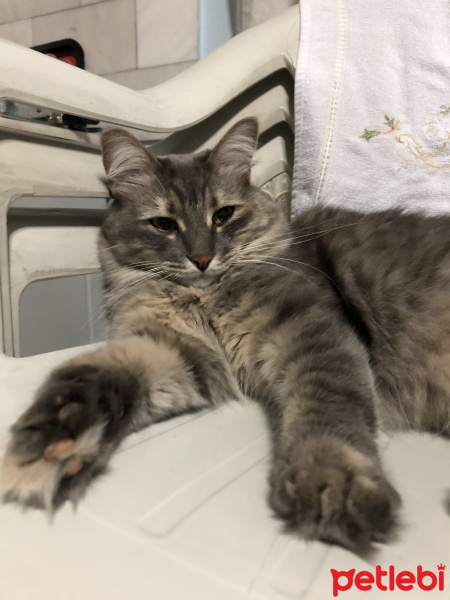 Tekir Kedi, Kedi  Bulut fotoğrafı