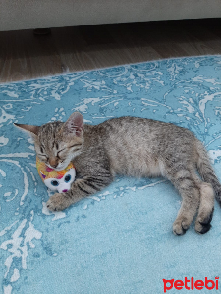 Tekir Kedi, Kedi  Lisa fotoğrafı