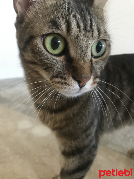 Tekir Kedi, Kedi  Lila fotoğrafı