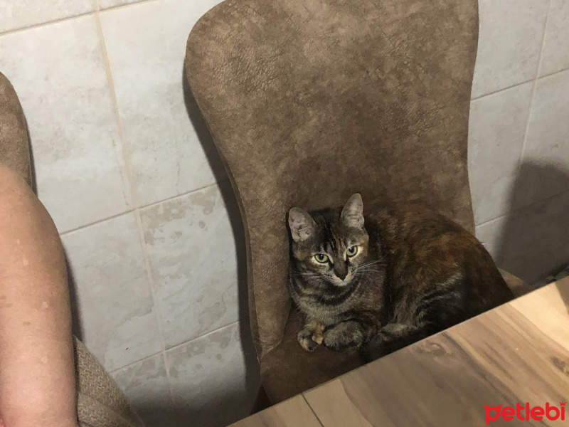 Tekir Kedi, Kedi  Bal fotoğrafı