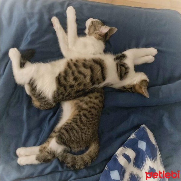 Tekir Kedi, Kedi  Setenay&Gökçe fotoğrafı