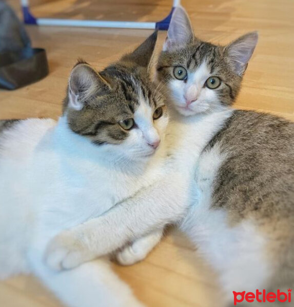 Tekir Kedi, Kedi  Setenay&Gökçe fotoğrafı