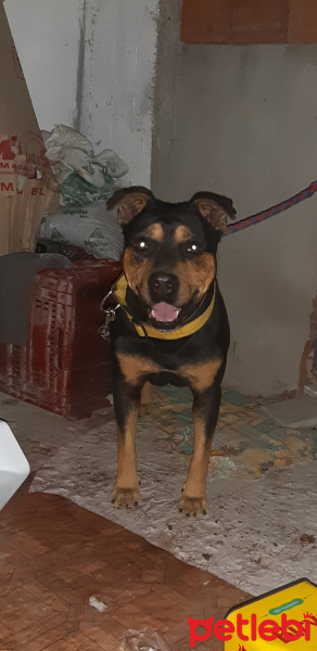 Rottweiler, Köpek  Pablo fotoğrafı