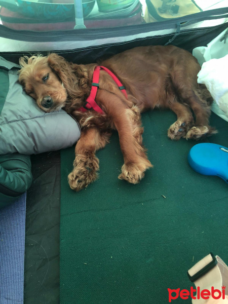 İngiliz Cocker Spaniel, Köpek  Lora fotoğrafı
