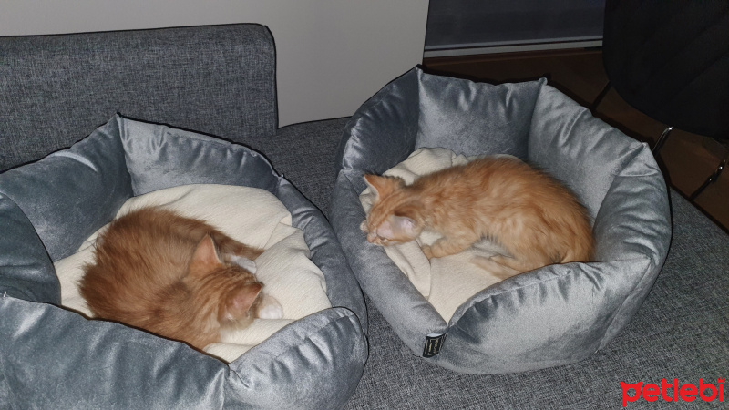 Tekir Kedi, Kedi  Beyaz patik ve Minik Fare fotoğrafı