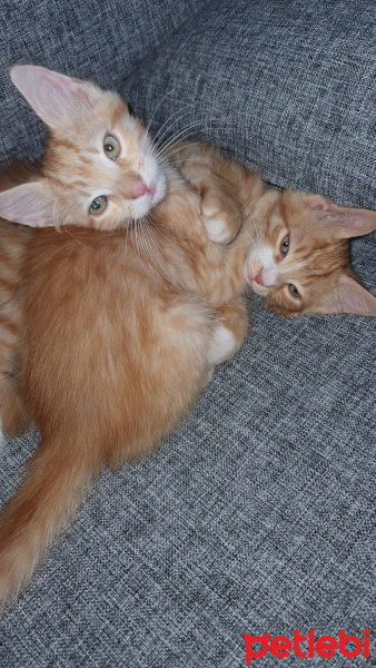 Tekir Kedi, Kedi  Beyaz patik ve Minik Fare fotoğrafı