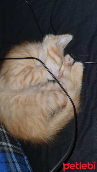 Tekir Kedi, Kedi  Beyaz patik ve Minik Fare fotoğrafı